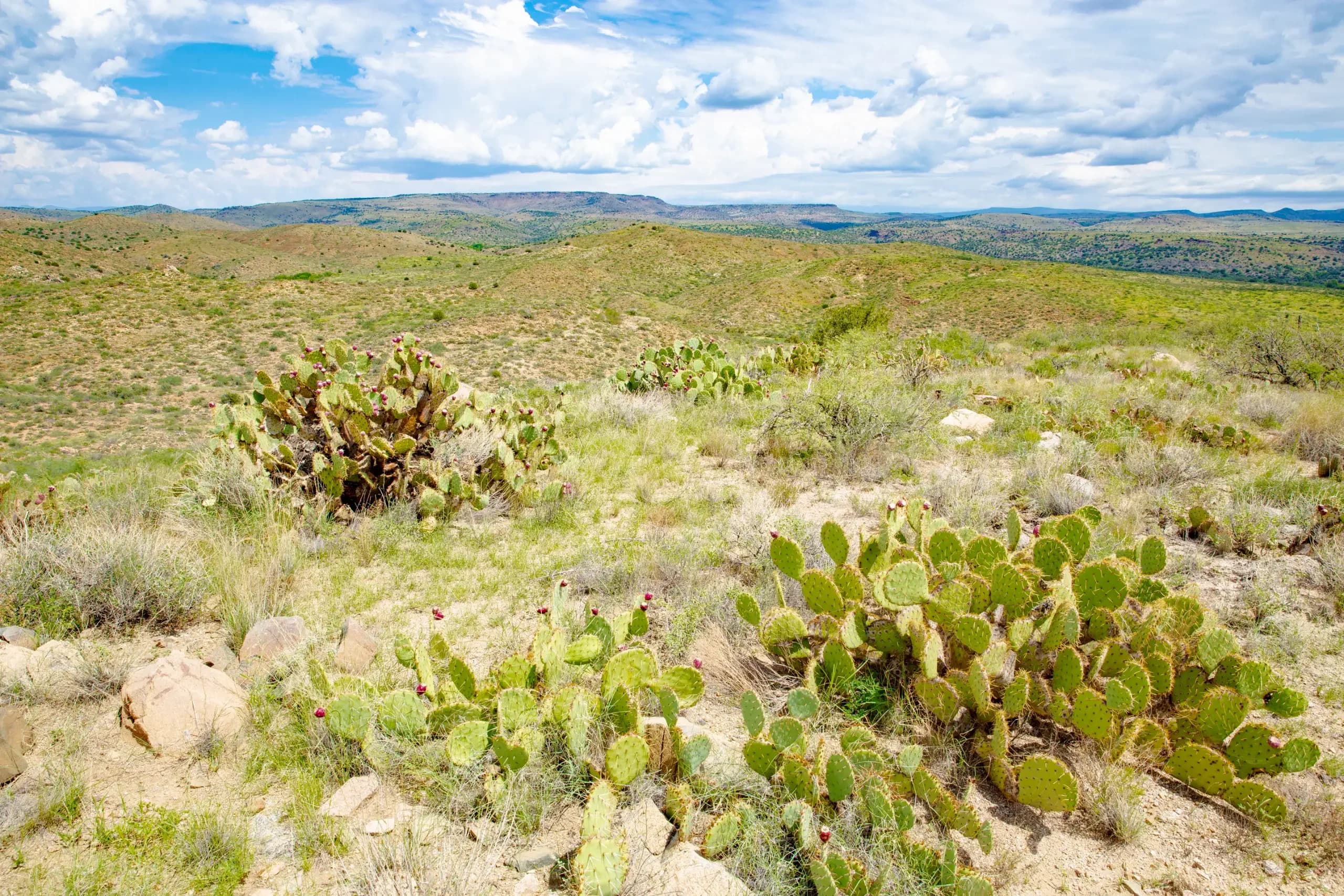 Elfrida, Arizona