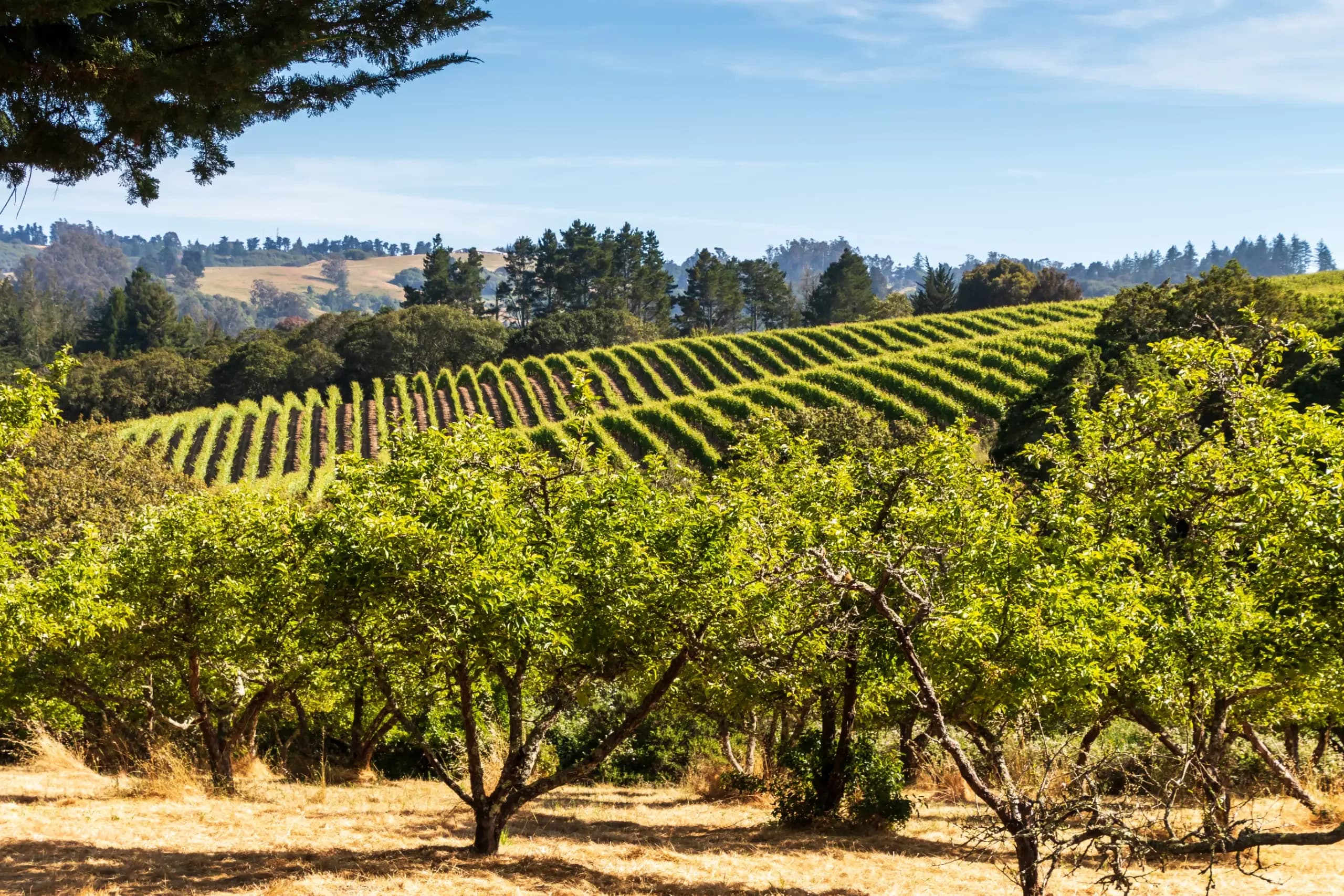 Santa Rosa, California