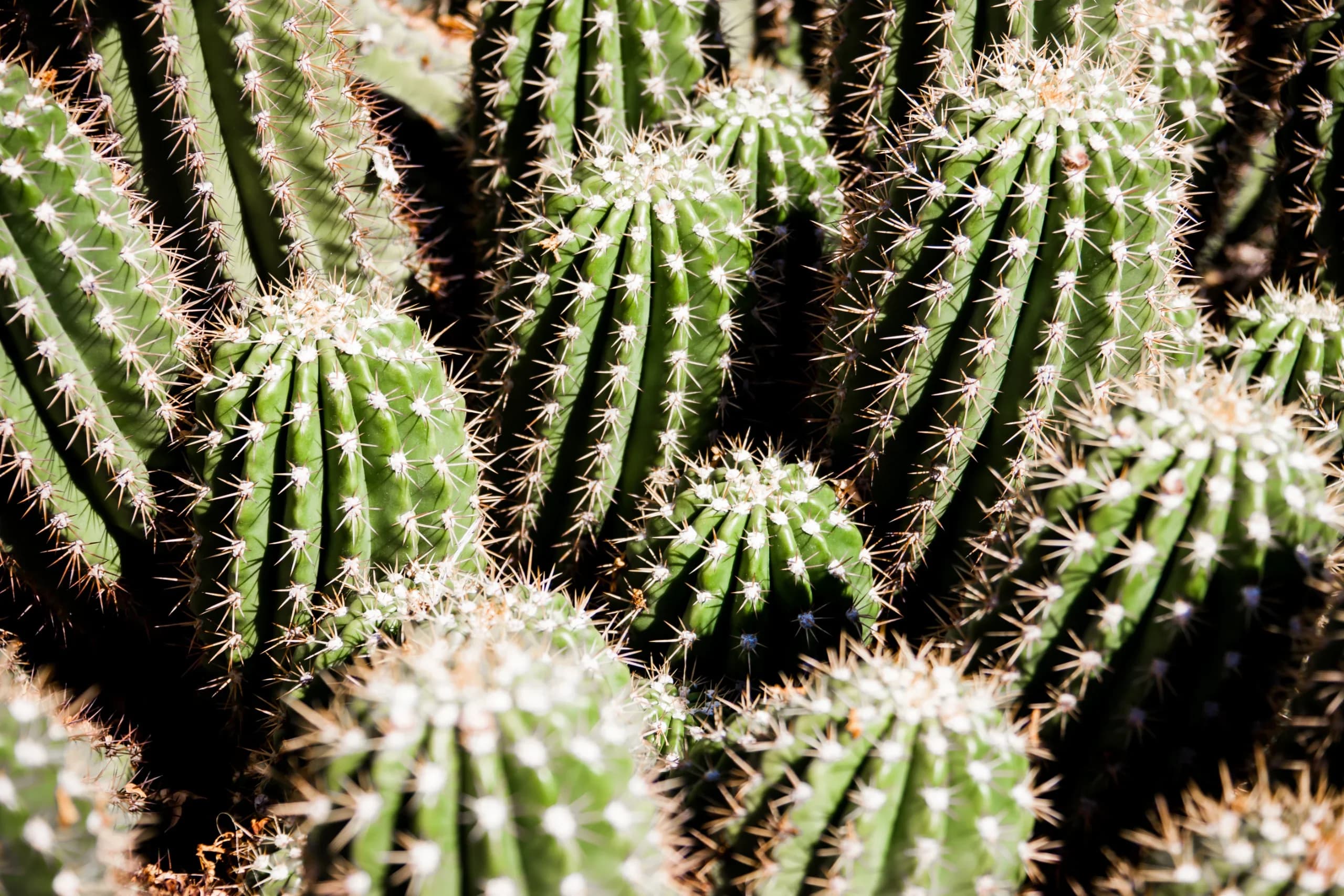 Surprise, Arizona